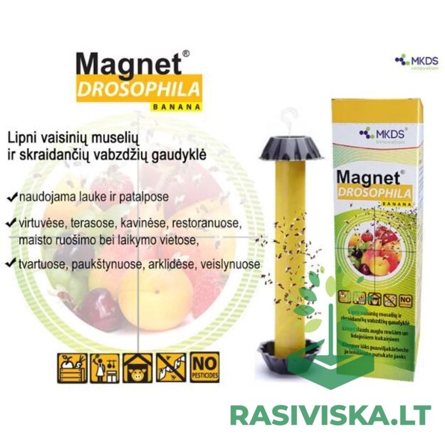 MAGNET DROSOPHILA VAISINIŲ MUSELIŲ GAUDYKLĖ, 1 VNT