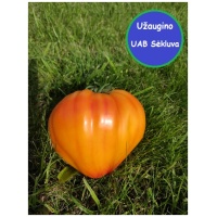 Valgomieji pomidorai Gourmansun F1 8s