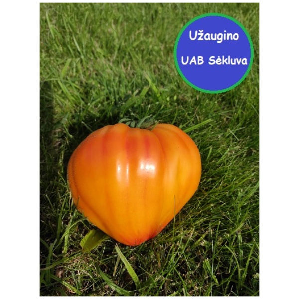 Valgomieji pomidorai Gourmansun F1 8s