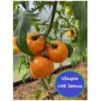 Valgomieji pomidorai Gourmansun F1 8s