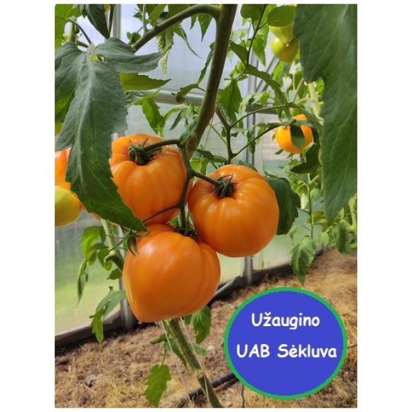 Valgomieji pomidorai Gourmansun F1 8s