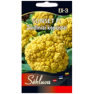 Sunset Briuseliniai kopūstai Long island 1g