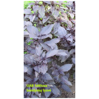 Aromaatne basiilik Purple Opal