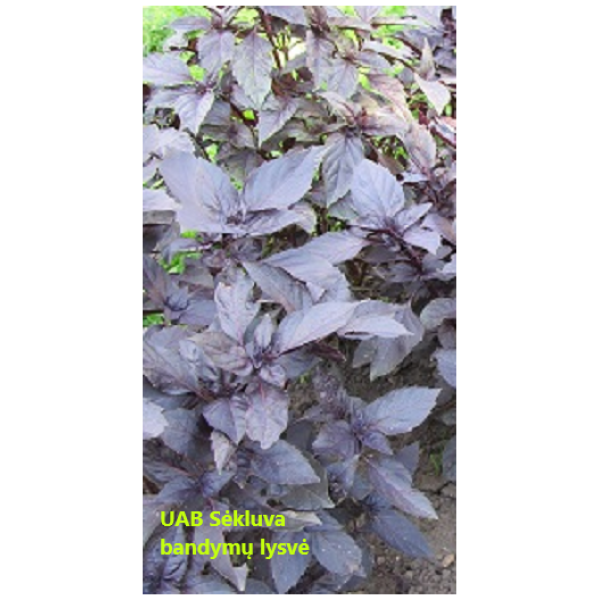 Aromaatne basiilik Purple Opal