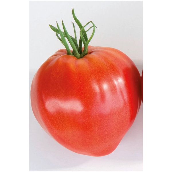 aukstaugiai-jaucio-sirdies-pomidorai-cauralina-hf1-pomidoru-seklos-5s (1) Pomidorai CAURALINA H, 5 sėklos