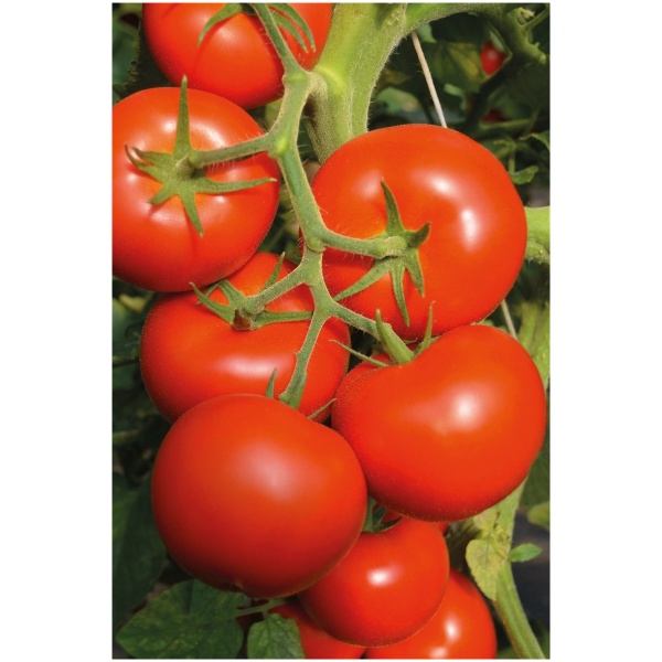 aukstaugiai-pomidorai-toivo-h-pomidoru-seklos-10s (1) Toodete tomatid TOIVO H, 10 seemet