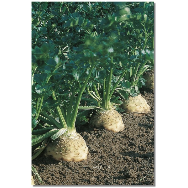 sakniniu-salieru-seklos-saknininiai-salierai-brilliant-100-seklu (1) Kompleksinės trąšos hortenzijoms 1 kg be chloro