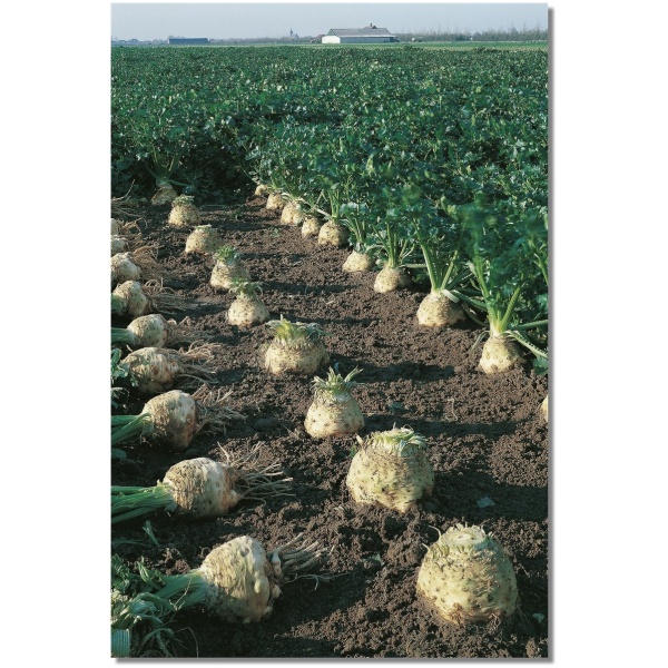 sakniniu-salieru-seklos-saknininiai-salierai-brilliant-100-seklu (2) Kompleksinės trąšos hortenzijoms 1 kg be chloro