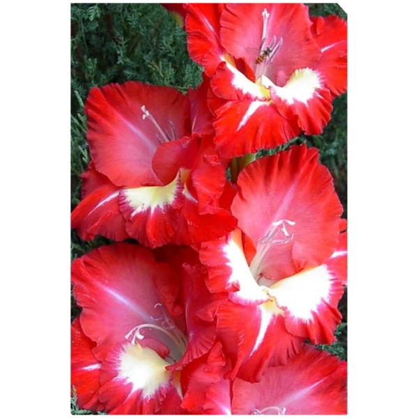 66764-gladiolus-krupnotsvetkovyy-sparkler KARDELIAI BANGUOTI SPARKLER