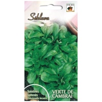 Salotinės sultenės Verte de Cambrai
