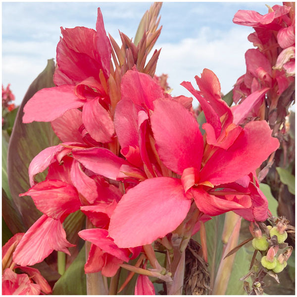 canna-champion-a-feuillage-pourpre KANOS INDINĖS CHAMPION