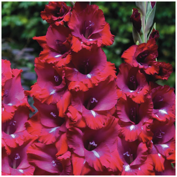 gladiolus-san-siro-mf KARDELIAI DIDŽIAŽIEDŽIAI SAN SIRO