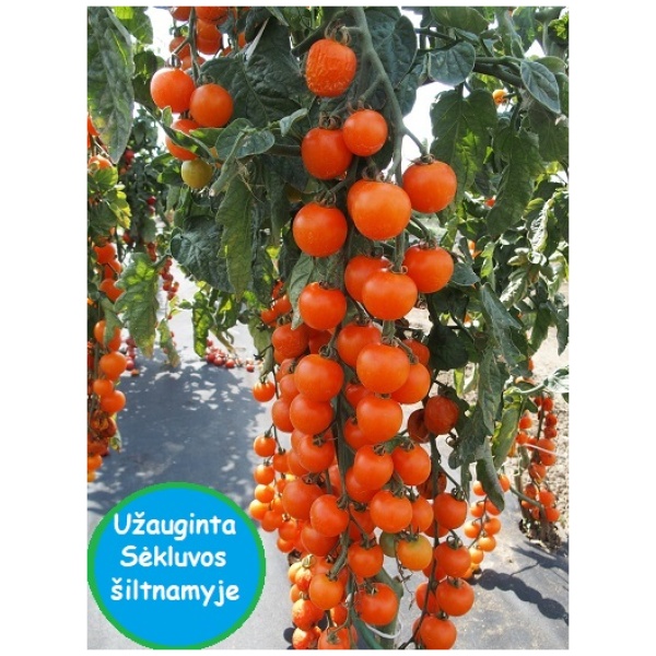Valgomieji pomidorai Aprikola F1, 10s