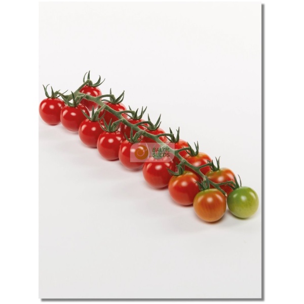 Pomidorai TONATICO H (F1), 8 sėklos