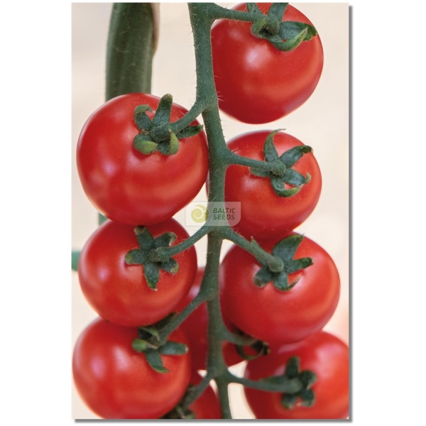 Pomidorai TONATICO H (F1), 8 sėklos