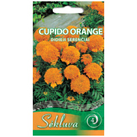 serenciai-Cupido-orange Didieji serenčiai Cupido Orange