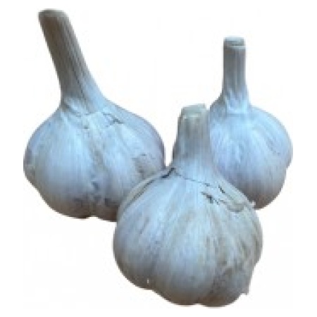Česnakai MESSIDROME 40/50, 1kg